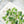 Load image into Gallery viewer, AJISAI Premium Crystal Pointed-back Clear Mix Collection