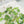 Load image into Gallery viewer, AJISAI Premium Crystal Pointed-back Clear Mix Collection